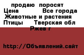 продаю  поросят  › Цена ­ 1 000 - Все города Животные и растения » Птицы   . Тверская обл.,Ржев г.